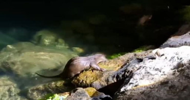 Amasra'da balıkçılar tuttukları balıkları su samurları ile paylaştı
