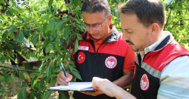 Amasya’da 65. kiraz teşvik yarışması yapıldı