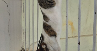 Amasya'da Demir Korkuluktan Kurtarılan Kedi