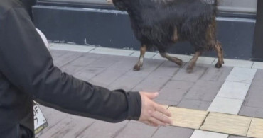 Amasya'da Kaçan Kurbanlık Keçi Vatandaşları Peşine Taktı