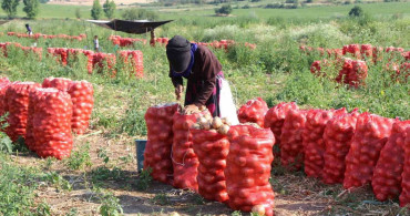 Amasya'da soğan fiyatları çaydan ucuz hale geldi
