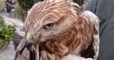 Amasya'da Yaralı Kızıl Şahin Koruma Altına Alındı