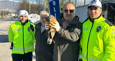 Amasya'da Yaralı Kızıl Şahin Tedavi Altına Alındı