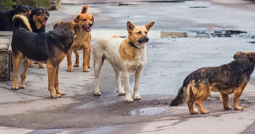 Ankara Valiliği’nden kuduz köpek açıklaması: ‘Yeri tespit edilen hayvanlar karantinaya alınmıştır’