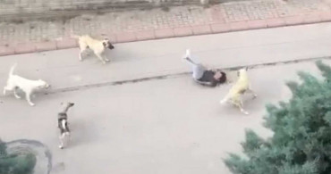 Ankara'da başıboş köpek faciası: Yolda yürüyen çocuğa 6 köpek saldırdı
