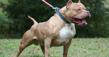 Ankara'da Bir Pitbull Saldırısı Daha! 10 Yaşındaki Çocuğa Saldırdılar