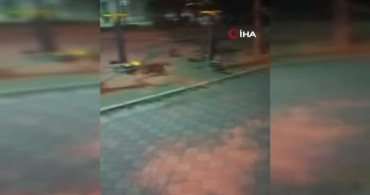Ankara'da fare kedileri kovaladı ilginç anlar kamerada