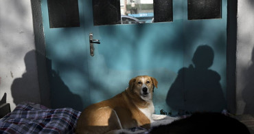 Ankara'da Metroda Darp Edilen Köpek İçin Protesto Düzenlendi