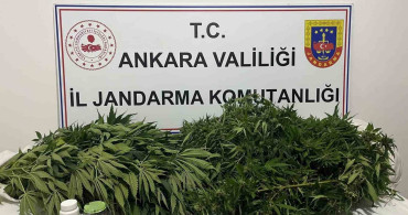 Ankara'da narkotik operasyonunda 150 kök kenevir ele geçirildi