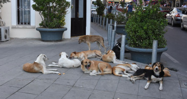 Ankara'da Okuldan Dönen 12 Yaşındaki Çocuk Sokak Köpeklerin Saldırısına Uğradı!
