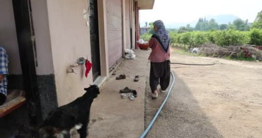 Annesinin reddettiği oğlak, anne sevgisini Hayriye teyzenin yanında buldu