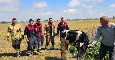 Antakya’da Su Kanalına Düşen İnek Kurtarıldı