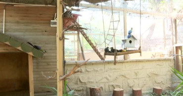 Antalya doğal yaşam parkı yeni yavrularla şenlendi