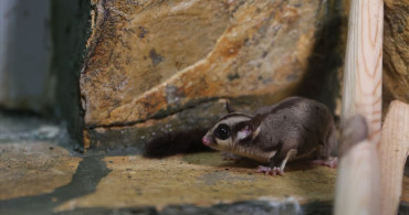 Antalya Doğal Yaşam Parkı'nda Şeker Planörlerine Özenli Bakım