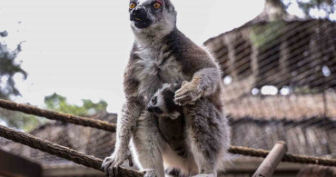 Antalya Doğal Yaşam Parkı'nda Yavru Lemur Heyecanı