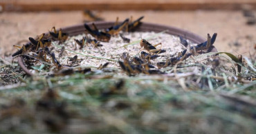 Antalya'da Bilim ve Gıda İçin Böcek Üretimi