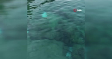 Antalya’da deniz dibinde ölü vatoz balıkları bulundu