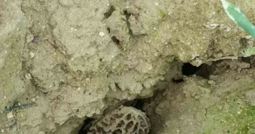 Antalya'da İlk Kez Serada Kuzugöbeği Mantar Üretimi Başladı