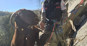 Antalya'da Kayalıklarda Mahsur Kalan Keçiler Kurtarıldı