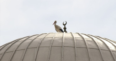 Antalya'da Leylek Yuvası Güvenli Alana Taşındı