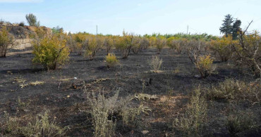 Antalya'da Yangın Tehdidi: Sera ve Evler Korundu