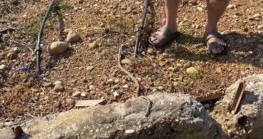 Antalya'da yılanı öldürdüm dedi, 22 bin TL ceza yedi