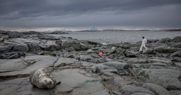 Antarktika'daki Doğal Yaşam ve Kirlilik Sorunları