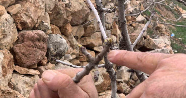 Antep Fıstığında Bereket: Kar ve Yağmur Nefes Aldırdı