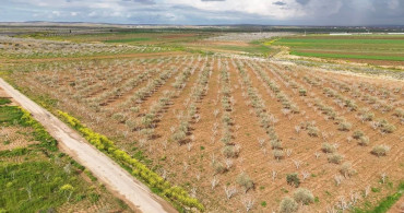 Antep Fıstığının Gelişiminde Karagöz Kurdu ve Kabuklu Bit Tehdidi