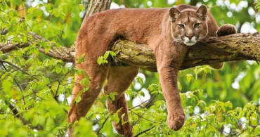 Aptal Puma Sendromu Nedir?