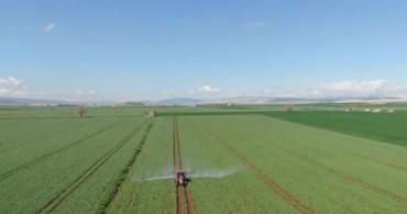 Araban Sarımsağında Rekolte ve Kalite Artışı Bekleniyor