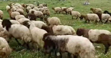 Araban'da Kurbanlıklar Satışa Hazır