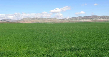 Araban'da Yağışlar Buğday Üretimini Canlandırdı