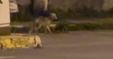 Ardahan'da gece şehre inen tilki kamerada