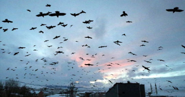 Ardahan'da Gün Batımında Kuşların Gökyüzündeki Dansı