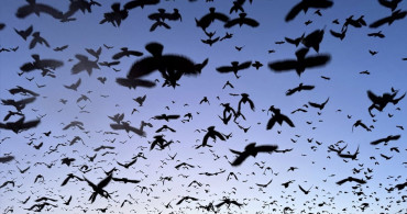 Ardahan'da Gün Batımında Kuşların Muhteşem Dansı