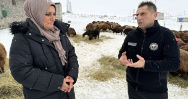 Ardahan'da Küçükbaş Hayvancılıkta Büyük Artış