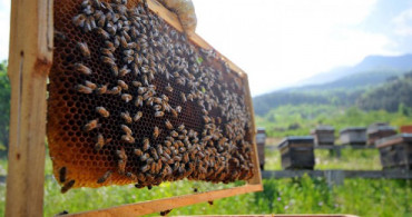 Arı Ekmeğini Duydunuz mu? Kısırlıktan Kolestrole Onlarca Derde Deva!