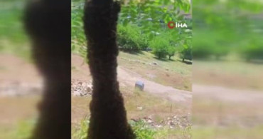 Arı kolonisi akasya ağacında oğul verdi