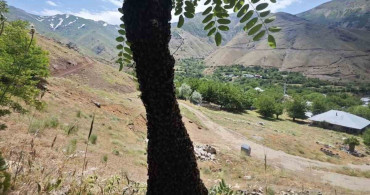 Arılar akasya ağacında oğul verdi: Dallar arıların ağırlığıyla eğildi