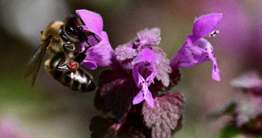 Arıların Elektromanyetik Alanlardan Etkilenmesi Üzerine Yeni Bulgular