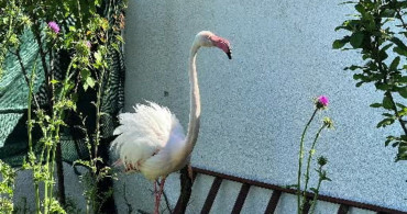 Arnavutköy'de Kanadı Kırık Flamingo Kurtarıldı