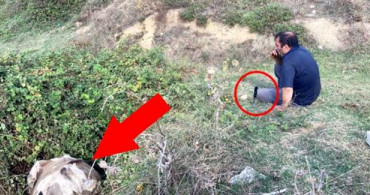 Arnavutköy'de Sahibinin Başında Bıçakla Beklediği İneği İtfaiye Kurtardı