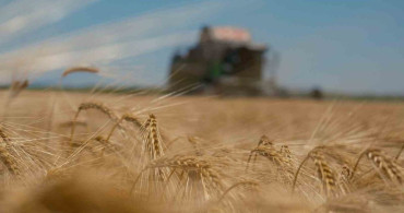 Arpa fiyatlarındaki düşüş, üreticiyi düşündürürken besiciyi sevindiriyor