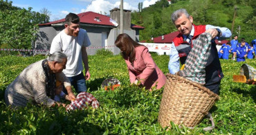 Artvin'de 2023 Yaş Çay Hasadı Başladı