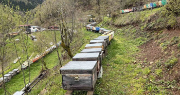 Artvin'de Apiturizm: Geleceğin Doğal Turizm Modeli
