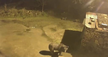 Artvin'de Ayılar Köylere İndi