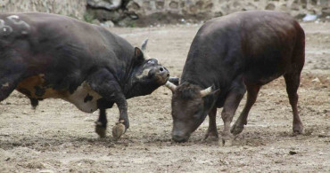 Artvin'de Boğa Güreşleri Sezonu Açıldı