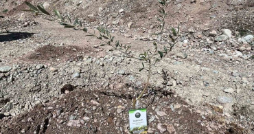 Artvin'de Butko Zeytini Fidanı Dikimi Gerçekleşti