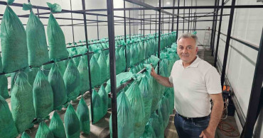 Artvin'de İstiridye Mantarının İlk Hasadı Yapıldı